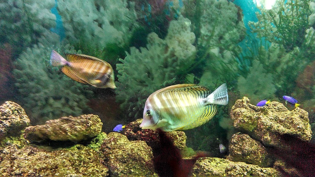 Aquarium in science museum delhi images