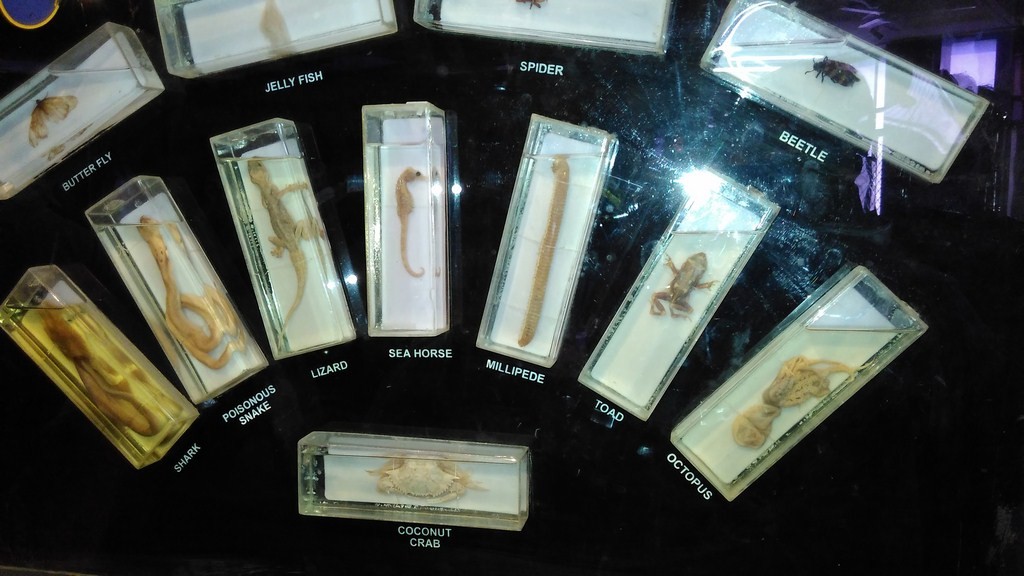 Preserved Specimens