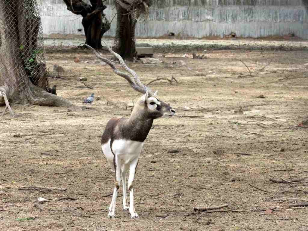 Black Buck in Delhi Zoo
