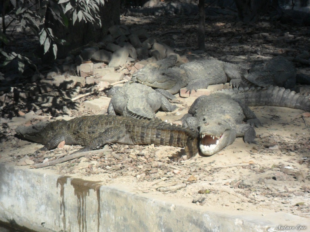 Crocodiles Taking Sun Bath in Allen Forest Zoo