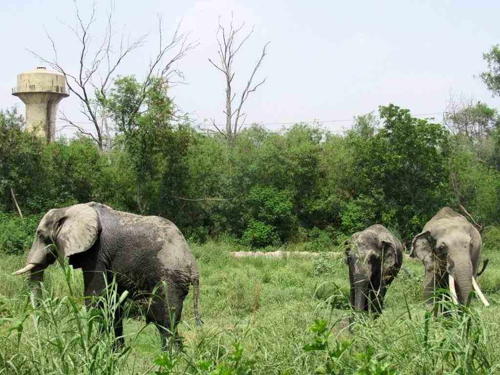 Elephants in Delhi Zoo | India OnGo1024 x 768