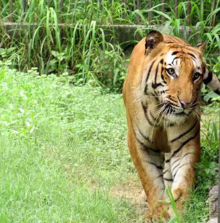 Royal Bengal Tiger in Delhi Zoo
