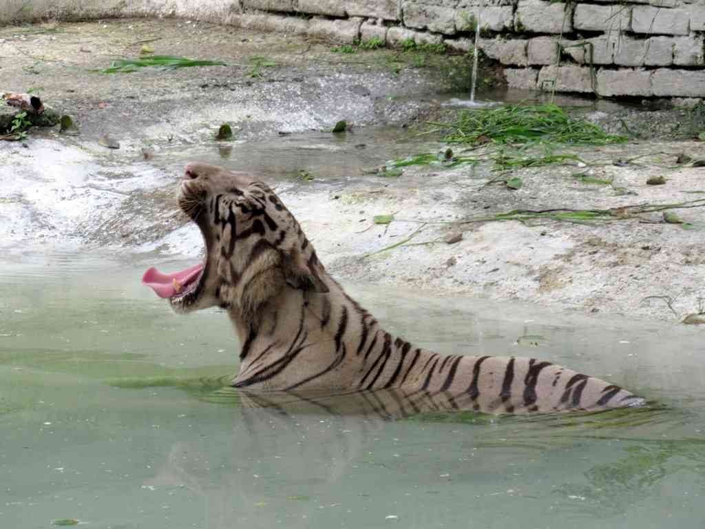 White Tiger in Delhi Zoo