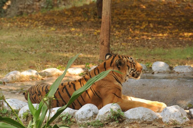 Gwalior  Animals, Zoo, Gwalior