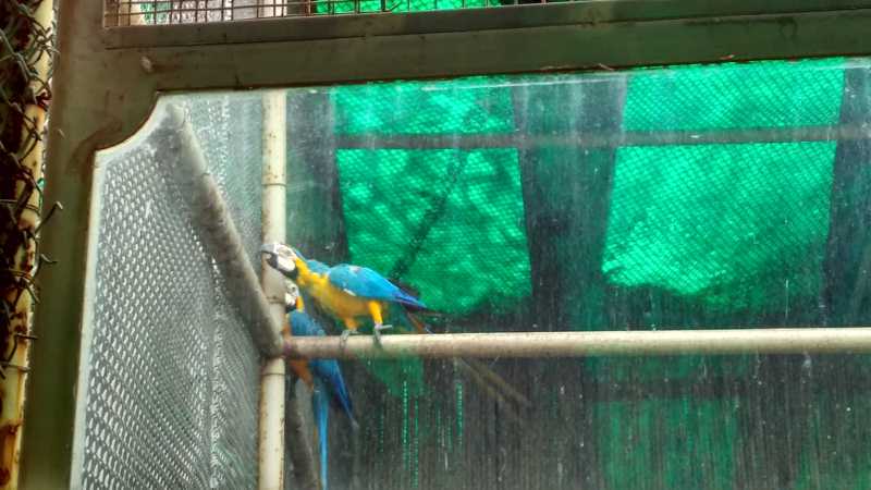 Colorful Bird in Cage