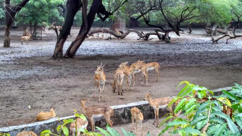 Deers in Groups inside Delhi Zoo