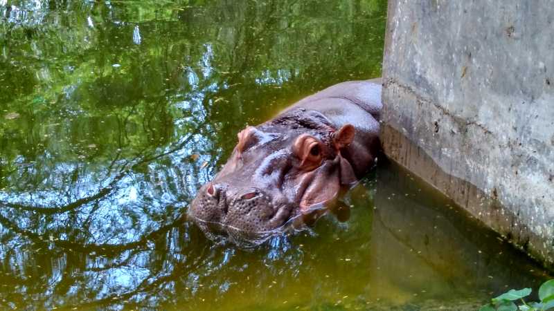 Lazy Hippopotamus in Pool