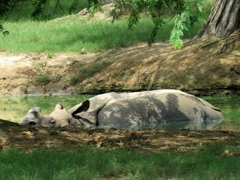 Rhinoceros in Water Pool