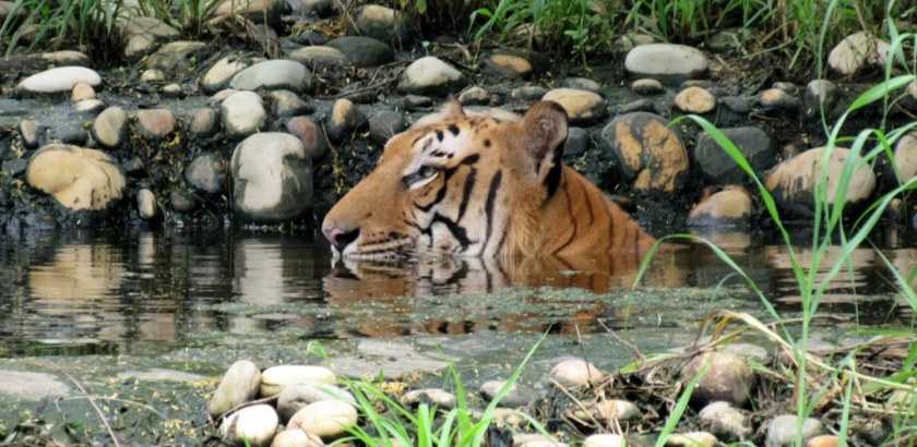 Royal Bengal Tiger in Water Pool