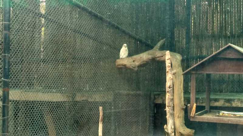 White Owl Delhi Zoo
