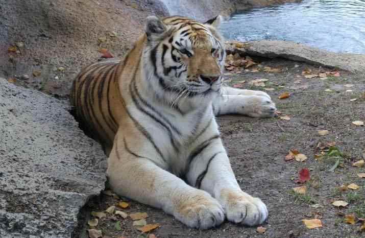 Tiger at Alabama Gulf Coast Zoo