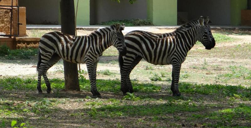 Zebra at Sri Chamarajendra Zoological Gardens