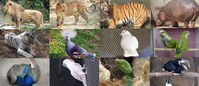 Image displays Alipore zoo, Kolkata Zoo Animals and Birds