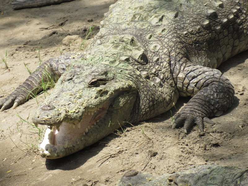 Crocodile at Chattbir Zoo, Chandigarh