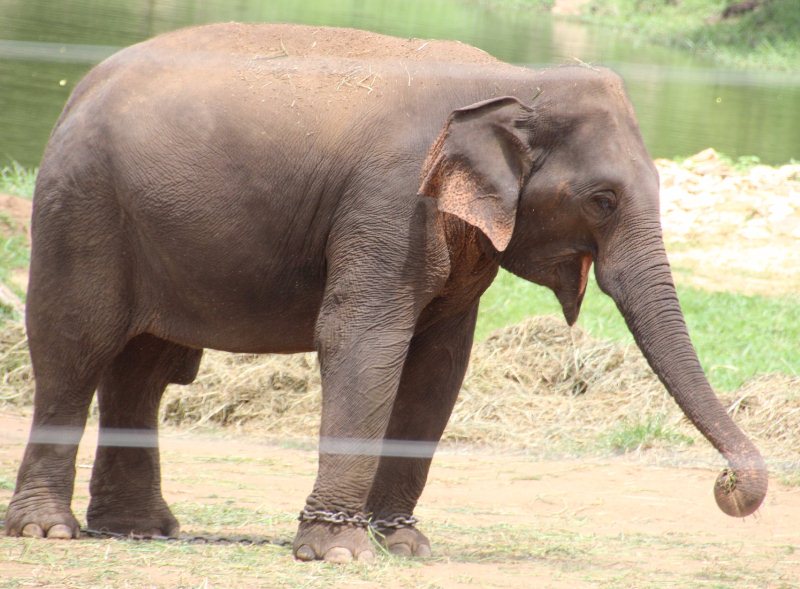 Elephant at Bannerghatta National Park