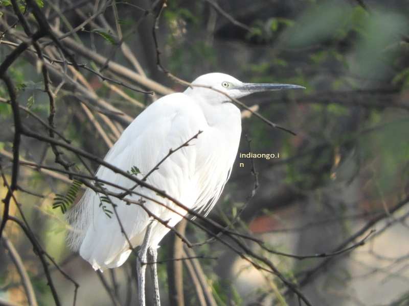 Bird at Keoladeo Ghana National Park at Bharatpur National Park