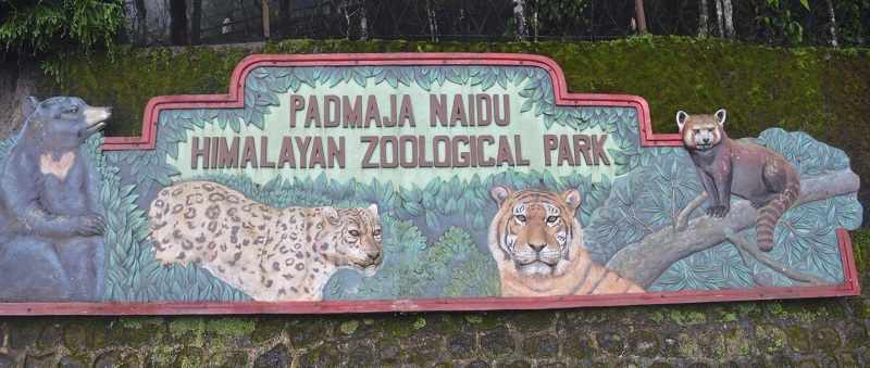 Darjeeling Zoo Timing, Entry Fee - Padmaja Naidu Himalayan Zoological Park