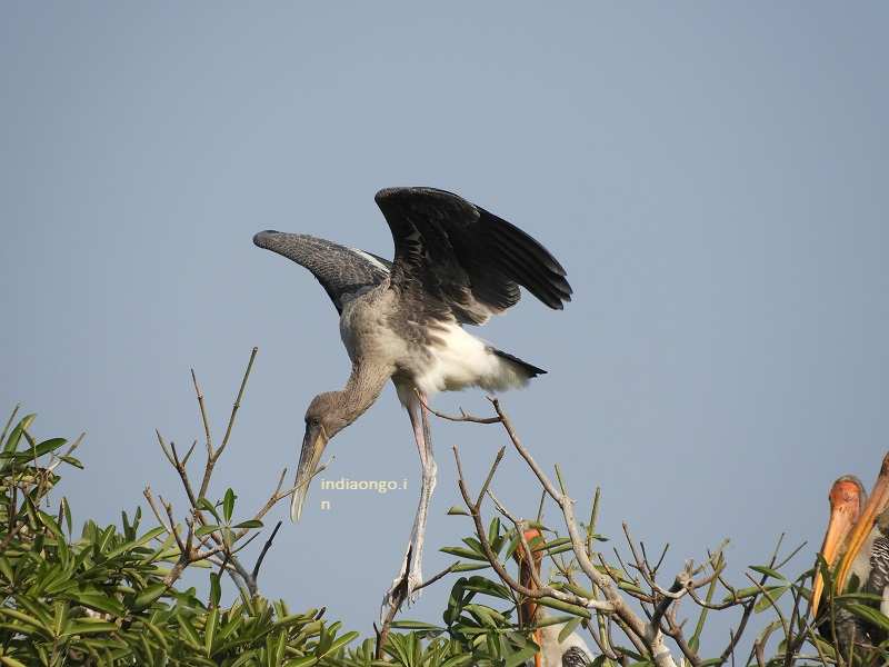 Painted Stork at Bharatpur Bird Sanctuary