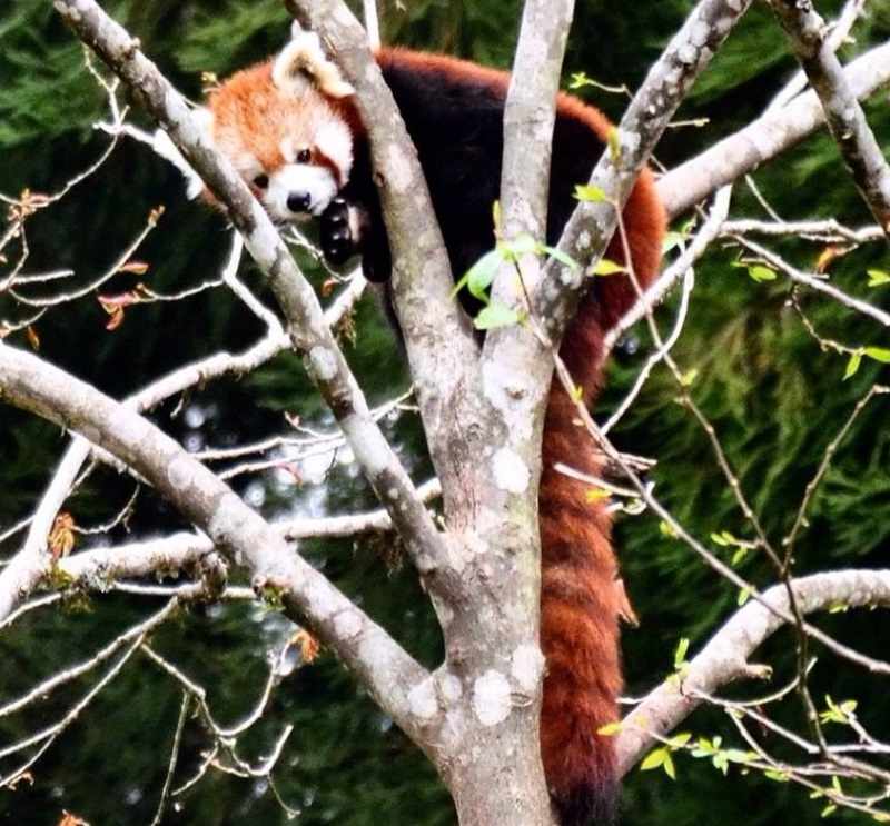 Red Panda in Darjeeling Zoo