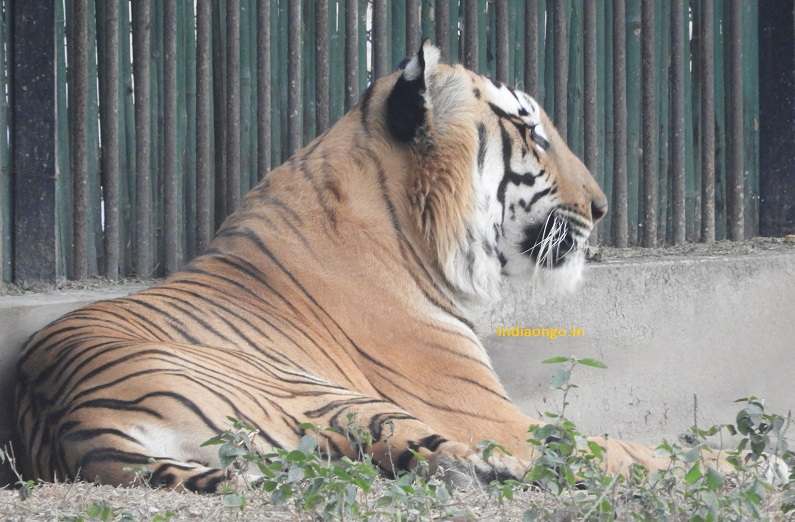 Tiger at Indira Gandhi Zoological Park of Visakhapatnam