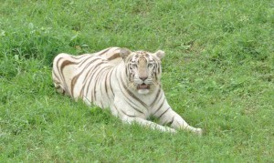 Indore Zoo Timings, Indore Zoo Ticket Price 2025, Indore Zoo Animals