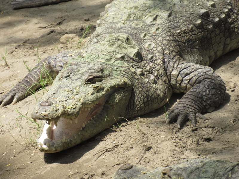 Crocodile at Rajiv Gandhi Zoological Park Katraj Pune