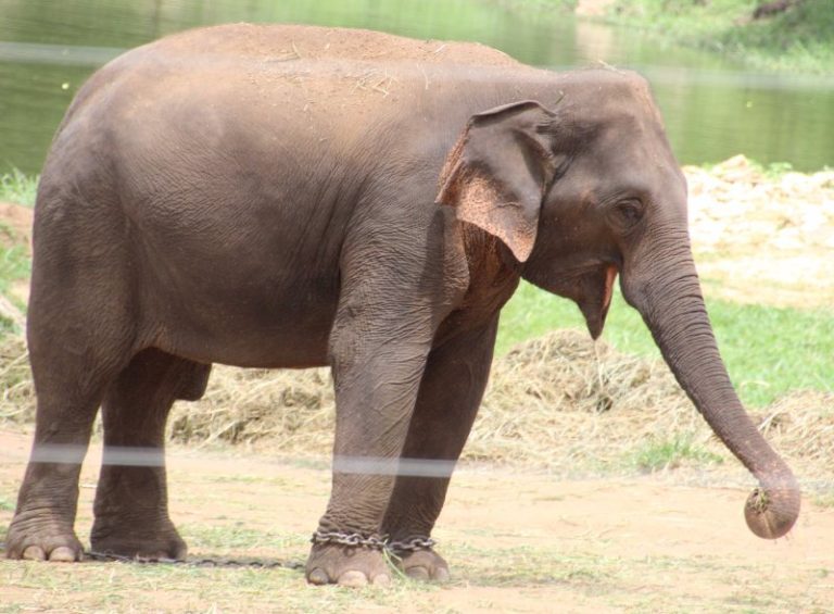 Bangalore Zoo Bannerghatta National Park Timings 2024 Tickets Price   Elephants Bannerghatta National Park 768x565 