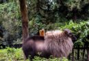 Himalayan Tahr at Sikkim Himalayan Zoological Park Gangtok