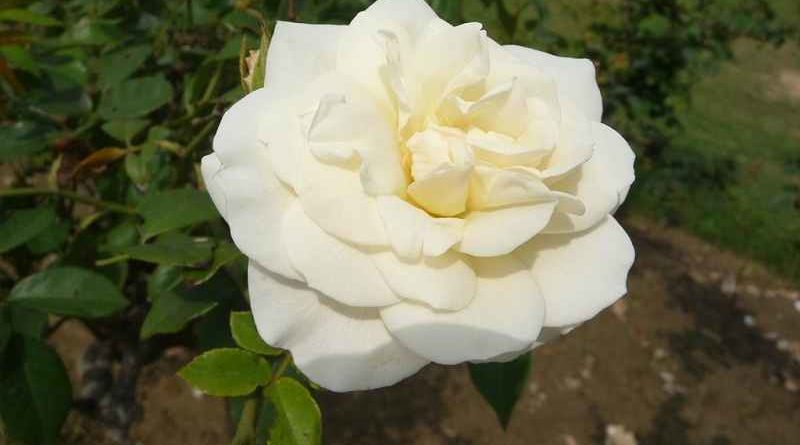 Rose Garden Bathinda