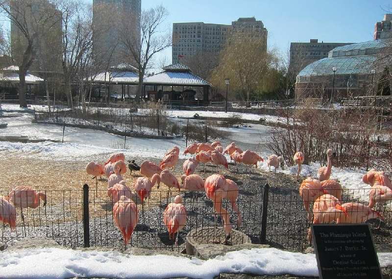 Lincoln Park Zoo Animals